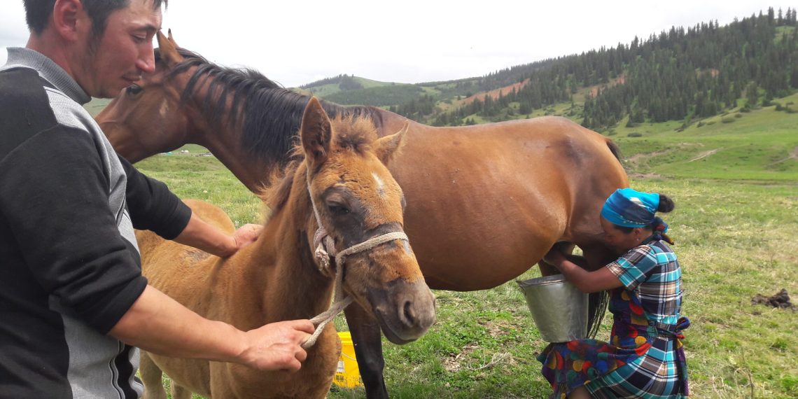 Кунан канча жаштагы жылкы экенин билбей уят болбойсузбу? Бул тесттен өтүңүз