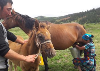 Кунан канча жаштагы жылкы экенин билбей уят болбойсузбу? Бул тесттен өтүңүз