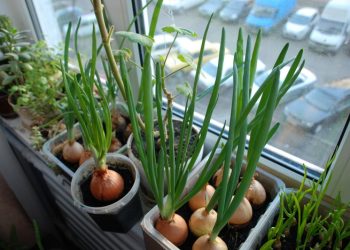 Үй ичиндеги огород: Терезеге жашылча жана көк чөп өстүрөбүз