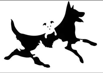 Сүрөттө канча ит бар экенин акылдуу адам гана көрө алат. Тесттен өтүңүз