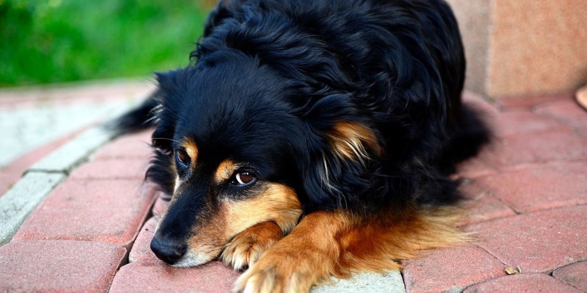 Иттин шилекейи тийип калган кийим менен намаз окуса болобу?