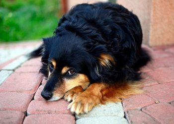 Иттин шилекейи тийип калган кийим менен намаз окуса болобу?