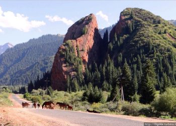 Жараланган жүрөк кайда жайгашкан? Кооз жерлерибиз боюнча тест