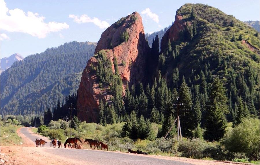 Жараланган жүрөк кайда жайгашкан? Кооз жерлерибиз боюнча тест