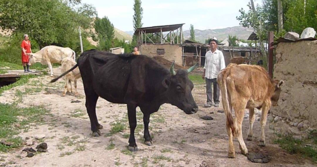 Эки уюбуз бар