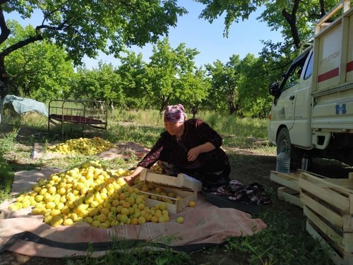 Кайын энем өрүк сатып