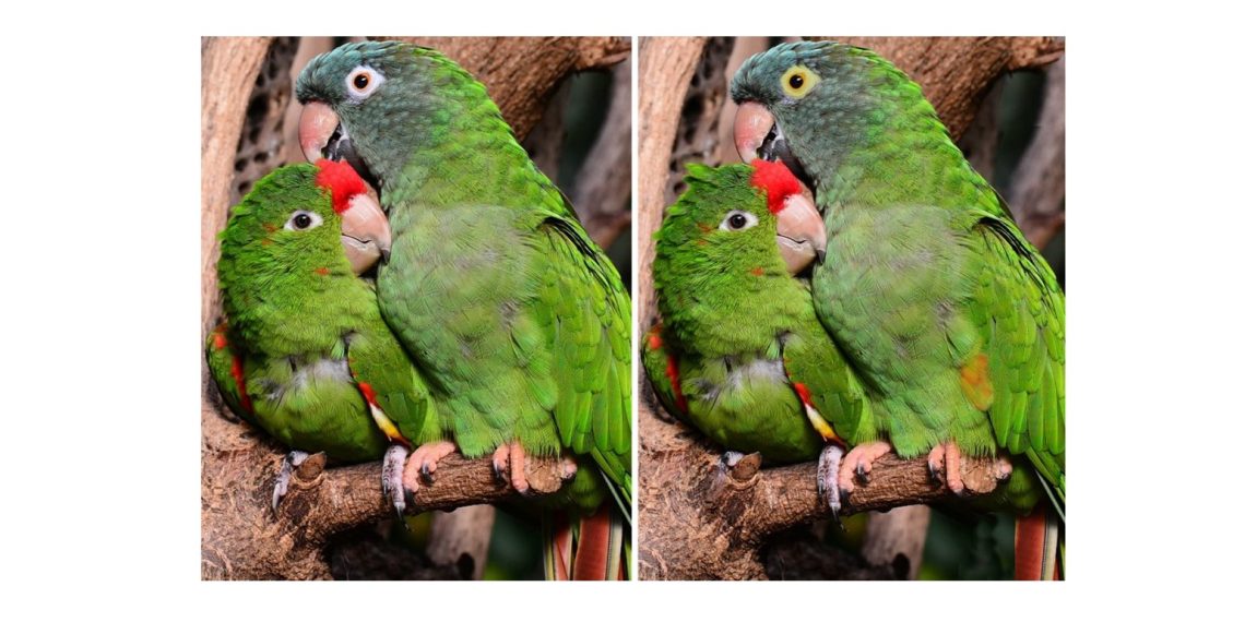 Бул сүрөттөгү айырманы көзү курч адам гана таба алат. Тесттен өтүңүз