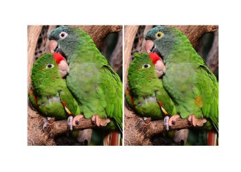 Бул сүрөттөгү айырманы көзү курч адам гана таба алат. Тесттен өтүңүз