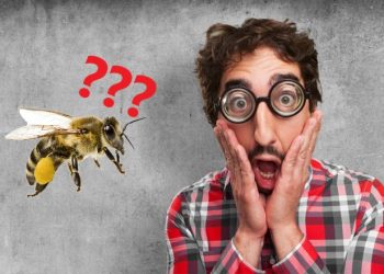 Аарынын эки ашказаны бар. Чын же калп тестинен өтүңүз