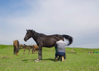 Кымызга кызып калган жездем эжемди сүйөрүн айтып ыйлаган
