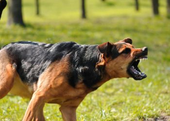 Иттерден корком