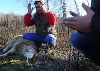 Гусулу жок мал сойсо болобу же тыюу салынабы?