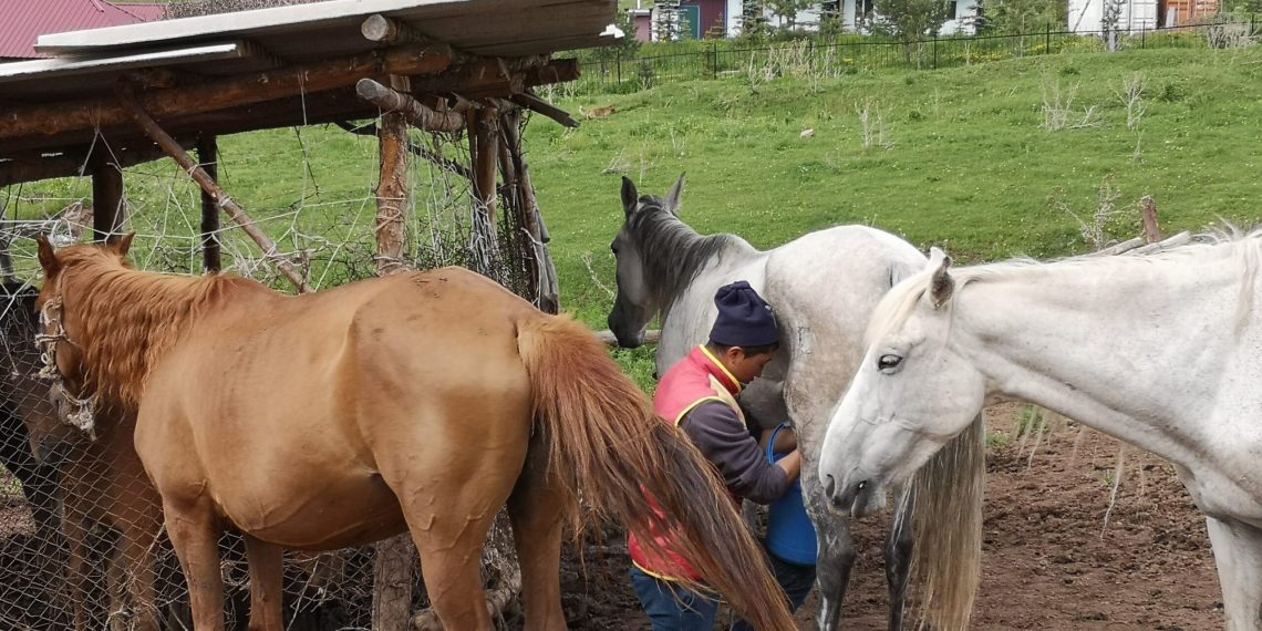 Шаардык күйөө балама бээ саадырып сынасам