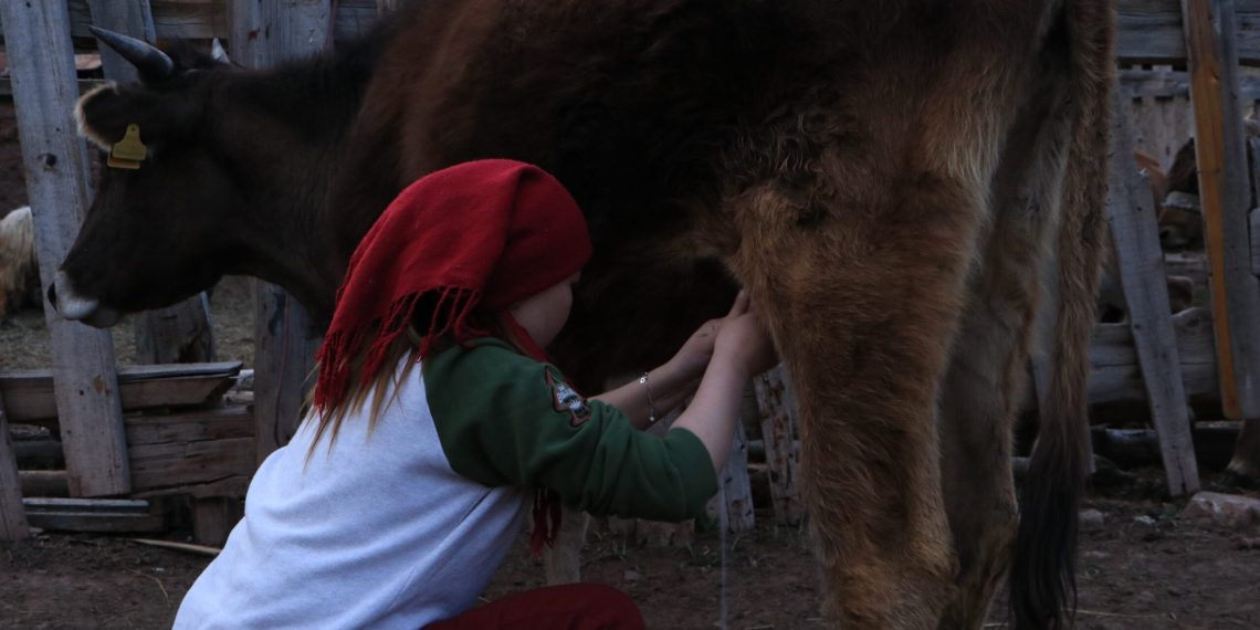 Асыл тукум малды кантип лизингге алсак болот?