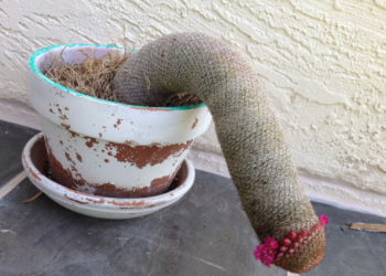 Акыры айдан бери дүүлүкпөй калдым. Менде тестостерон төмөндөп кеткенби?