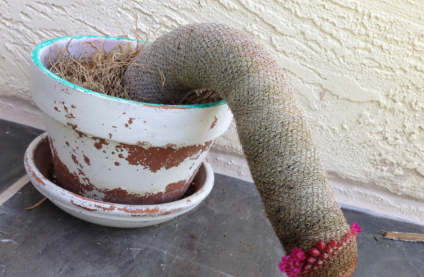 Акыры айдан бери дүүлүкпөй калдым. Менде тестостерон төмөндөп кеткенби?