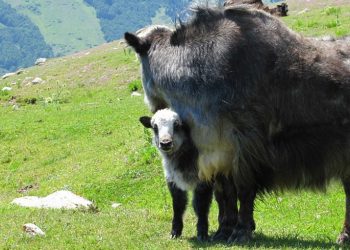 Топоздун баласы эмне деп аталат? Тесттен өтүп көрүңүз