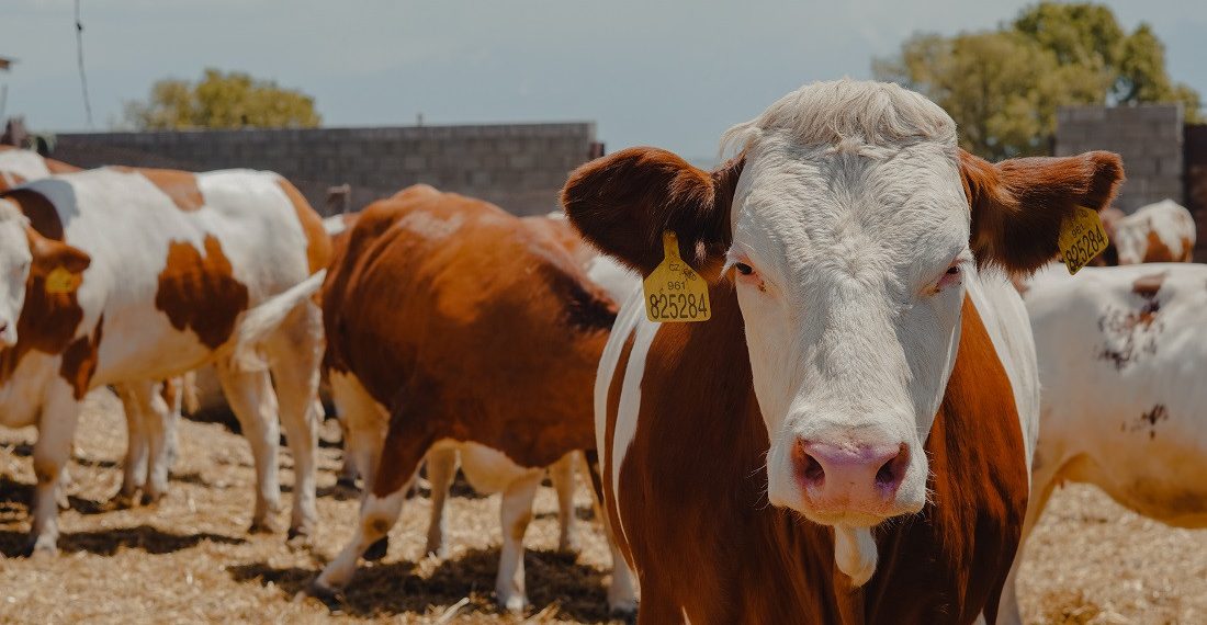 Ысык-Көлгө Чехиядан асыл тукумдуу уйлар келди