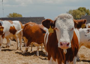 Ысык-Көлгө Чехиядан асыл тукумдуу уйлар келди