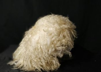 Бул кайсы өлкөнүн улуттук баш кийими? Ой