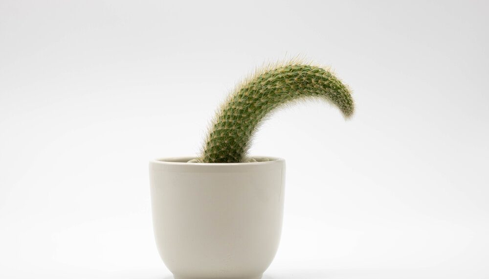 Жыныс мүчө кычышса эмне мазь сүйкөсө болот?