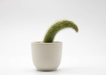 Жыныс мүчө кычышса эмне мазь сүйкөсө болот?