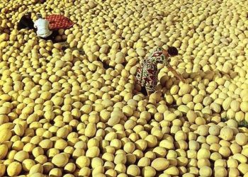 Мен тандаган коон сонун чыгат десеңиз