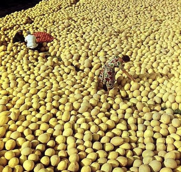 Мен тандаган коон сонун чыгат десеңиз