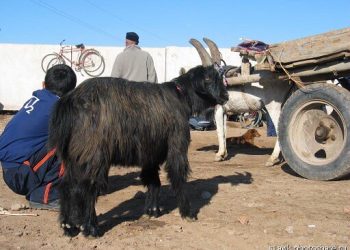 14 жаштагы балам билбей уурдалган малды айдашыптыр. Эми эмне болот?