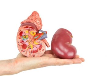 Бөйрөк ооруганы үчүн ооздон жагымсыз жыт чыгышы мүмкүнбү?