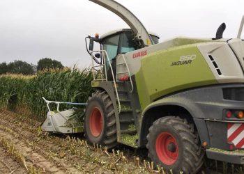 "Айыл Банктан" өсүмдүк өстүрүүгө кантип жеңилдетилген кредит алса болот?