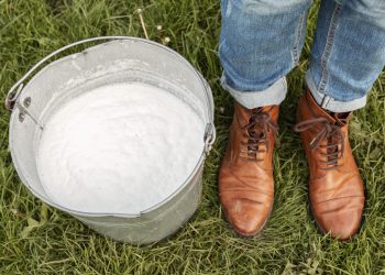 Фермер Николай Өмүрбаев: Төрт уйдун сүтүнөн жумасына 17-18 миң сом акча түшөт