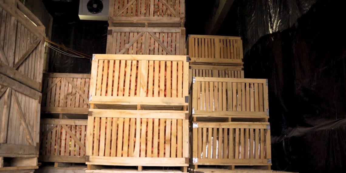 Багбан айым Кайыргүл 200 тонна мөмө баткан склады тууралуу айтып берди