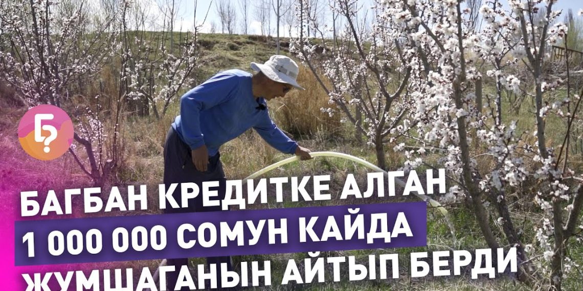 Жумушту жаңы баштаганда 1500 түп алманын жарымы куурап калган