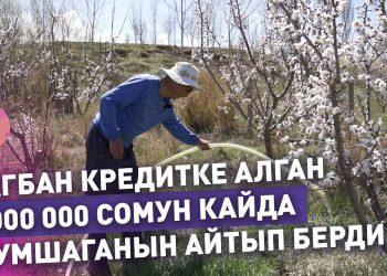 Жумушту жаңы баштаганда 1500 түп алманын жарымы куурап калган