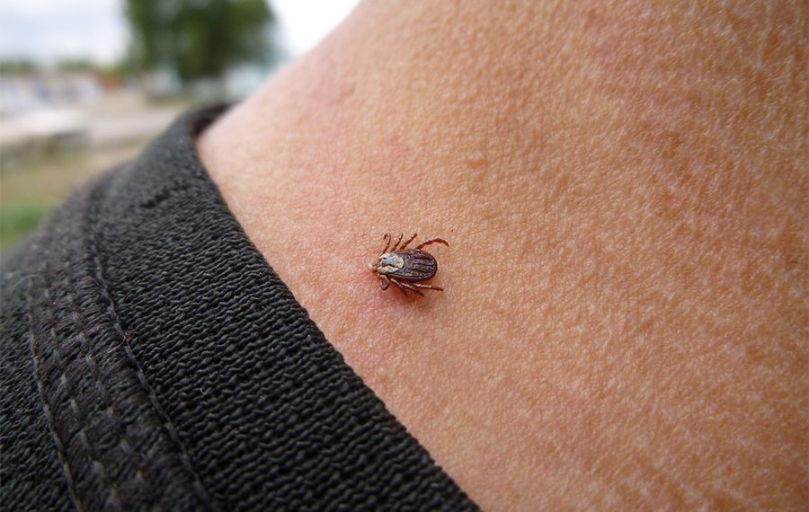 Кене чакпасын десеңиз