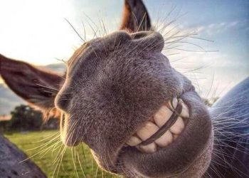 Эшек кыйкырса апабыз урушпасын деп эмне кылчубуз? Боорду эзген тест