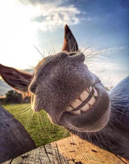 Эшек кыйкырса апабыз урушпасын деп эмне кылчубуз? Боорду эзген тест