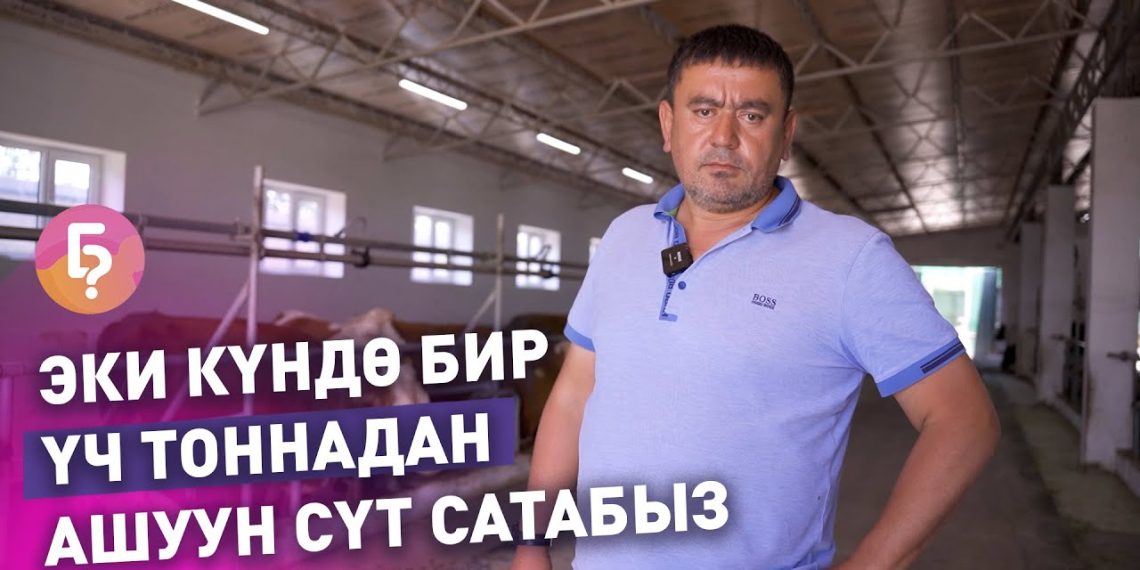 Уйларыңыз тонналап сүт берсин десеңиз