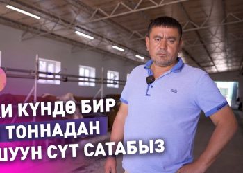 Уйларыңыз тонналап сүт берсин десеңиз