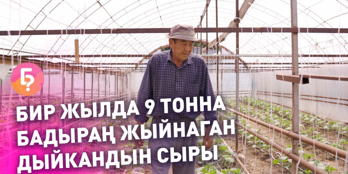 Бир жылда 9 тонна бадыраң алган дыйкандын сыры