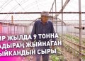 Бир жылда 9 тонна бадыраң алган дыйкандын сыры