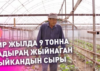 Бир жылда 9 тонна бадыраң алган дыйкандын сыры