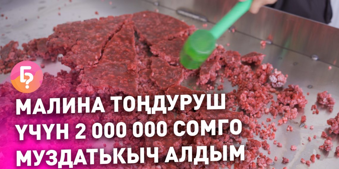 Малина тоңдуруп киреше тапкан ишкердин ийгилик сыры