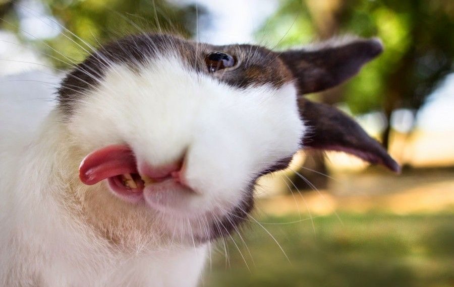 Үй-бүлө куруу үчүн жакшы жыл. Коён жылы тууралуу кызыктуу фактылар