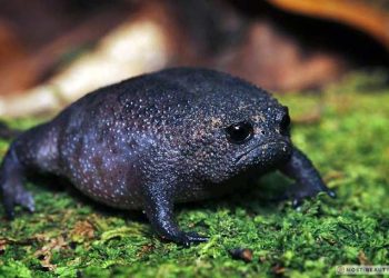 Инопланетянинге окшош