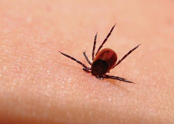 Бул 4 ыкманы аткарсаңыз