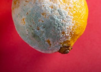 Сатып алган товарыңыз жаман болуп чыкса